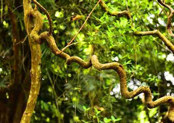 这种植物叫“过江龙”,是一种很好的药用植物,如今非常稀缺