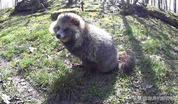 “一丘之貉”的貉，说的是什么动物？它面相特别还很凶