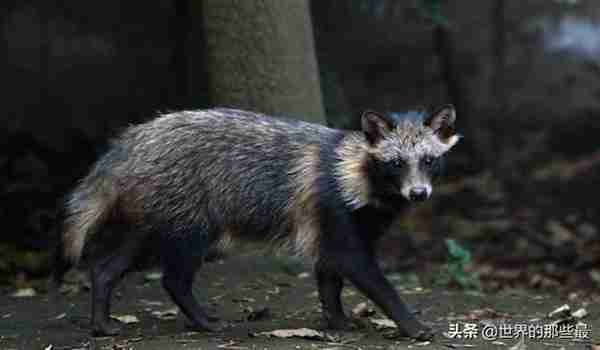 “一丘之貉”的貉，说的是什么动物？它面相特别还很凶