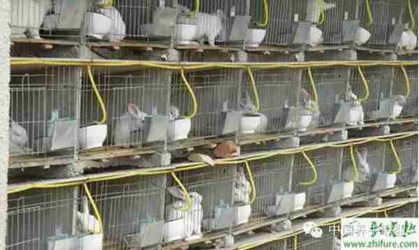 养殖业什么好(挣钱的养殖项目推荐)