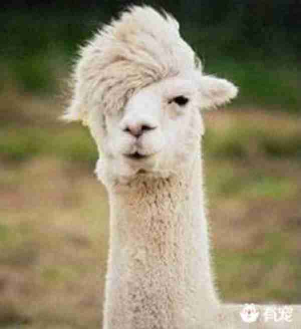 科普：网络神兽“草泥马”是什么动物？