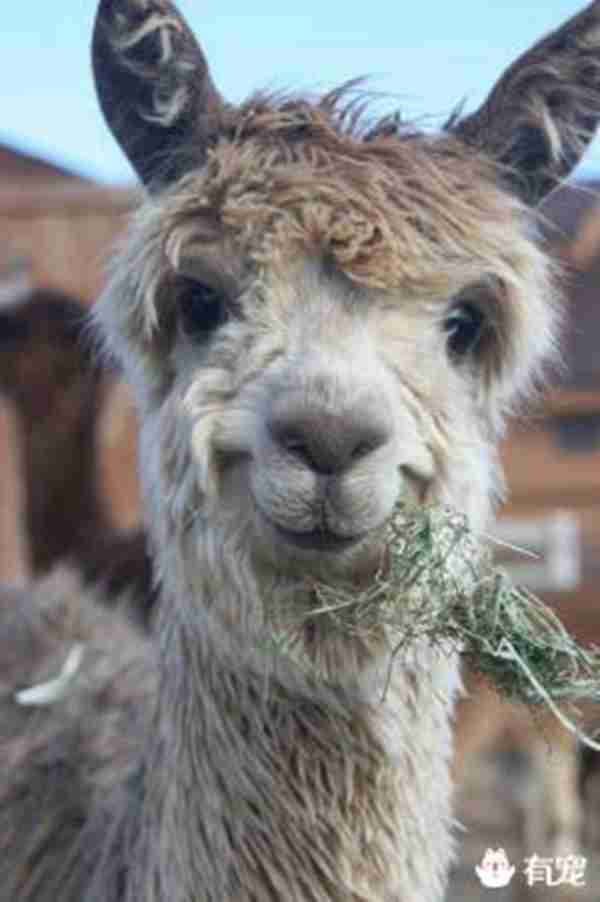 科普：网络神兽“草泥马”是什么动物？