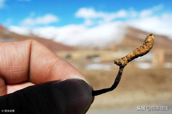 冬虫夏草到底有多神奇?它的效果又是怎样?