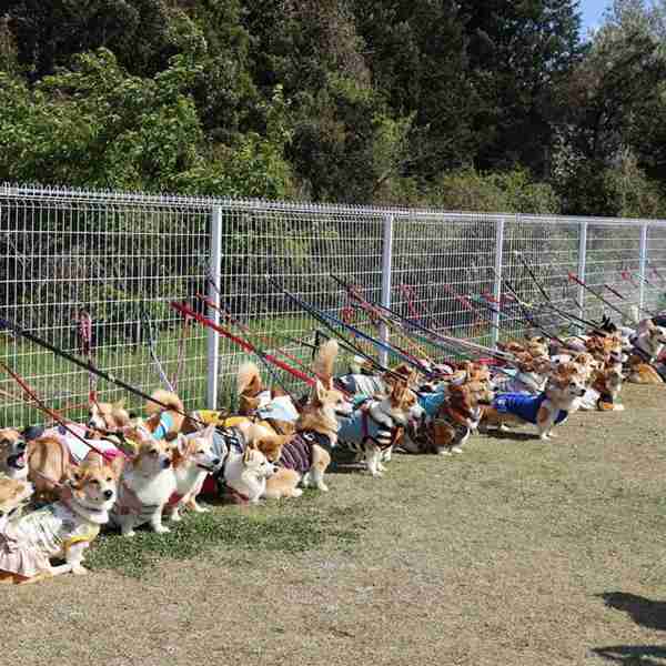 “宠物连连看”看瞎双眼,就问你还能不能找出自家的主子?