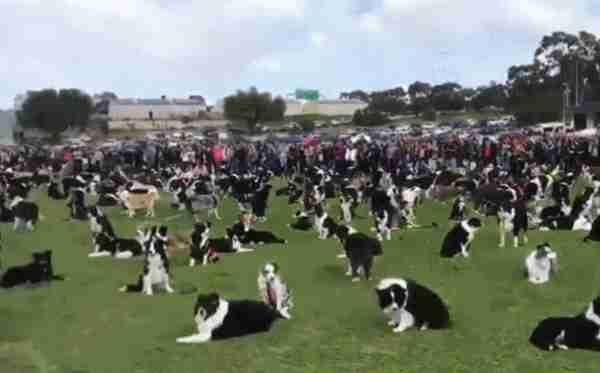 “宠物连连看”看瞎双眼,就问你还能不能找出自家的主子?