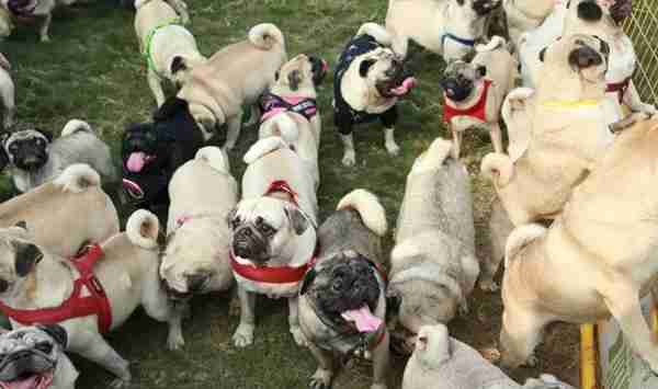 “宠物连连看”看瞎双眼,就问你还能不能找出自家的主子?