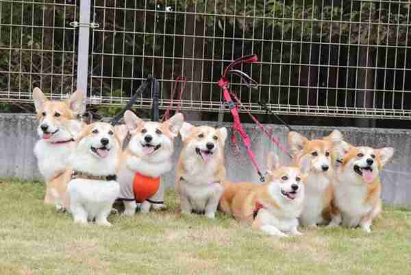 “宠物连连看”看瞎双眼,就问你还能不能找出自家的主子?