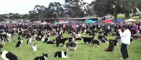 “宠物连连看”看瞎双眼,就问你还能不能找出自家的主子?