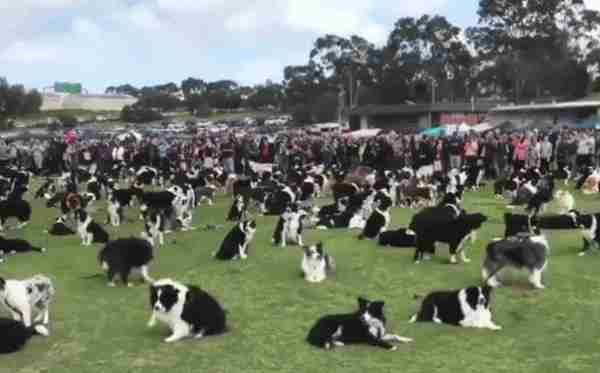 “宠物连连看”看瞎双眼,就问你还能不能找出自家的主子?