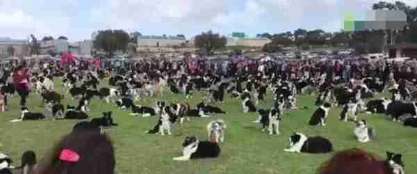 “宠物连连看”看瞎双眼,就问你还能不能找出自家的主子?