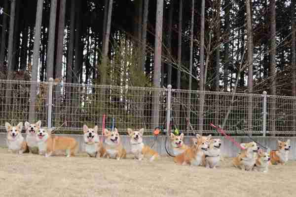 “宠物连连看”看瞎双眼,就问你还能不能找出自家的主子?