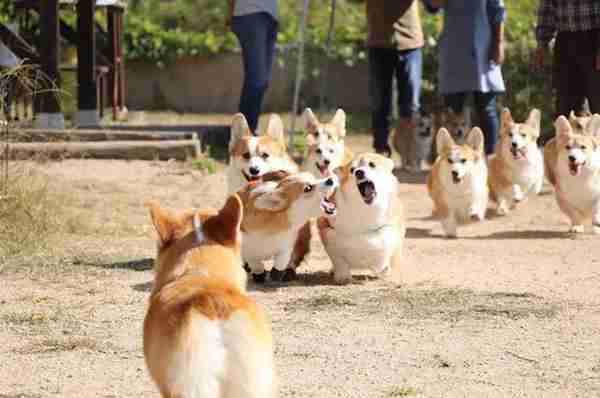 “宠物连连看”看瞎双眼,就问你还能不能找出自家的主子?