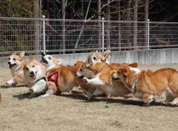 “宠物连连看”看瞎双眼,就问你还能不能找出自家的主子?