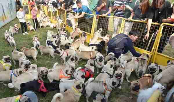 宠物连连看(宠物连连看是什么)