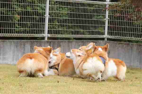 “宠物连连看”看瞎双眼,就问你还能不能找出自家的主子?