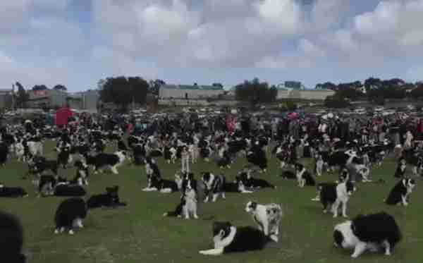 “宠物连连看”看瞎双眼,就问你还能不能找出自家的主子?