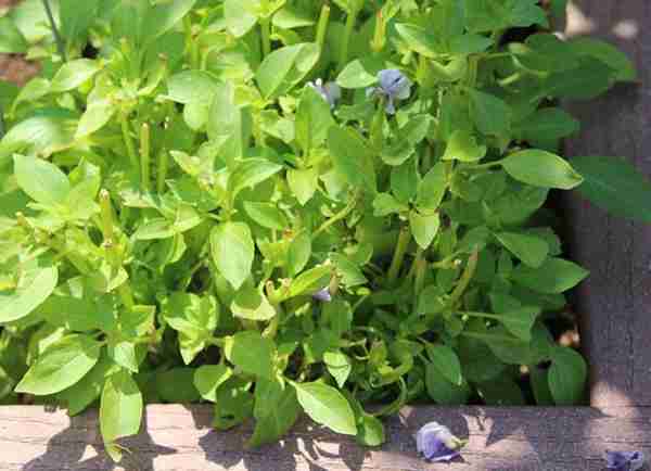 猫薄荷是什么品种，和我们平时常见的薄荷有什么区别？该怎么养护