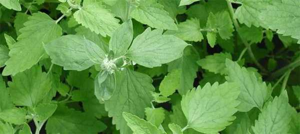 猫薄荷是什么东西（猫薄荷有什么作用）