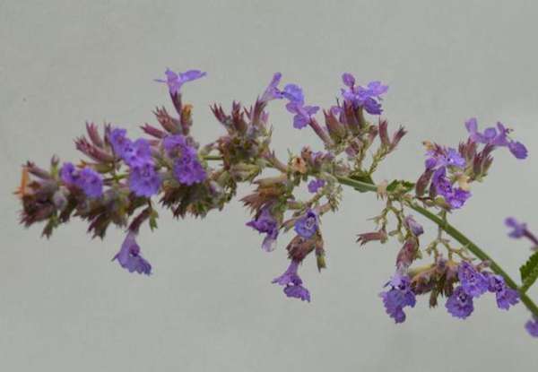 猫薄荷是什么品种，和我们平时常见的薄荷有什么区别？该怎么养护