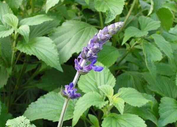 猫薄荷是什么品种，和我们平时常见的薄荷有什么区别？该怎么养护