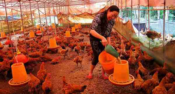 现在回农村搞什么养殖好？想要从事养殖可以试一试这两种养殖