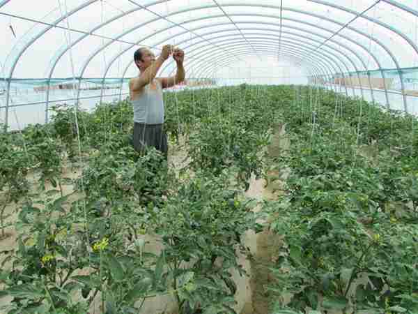 现在大棚种什么最值钱(大棚种植致富项目推荐)