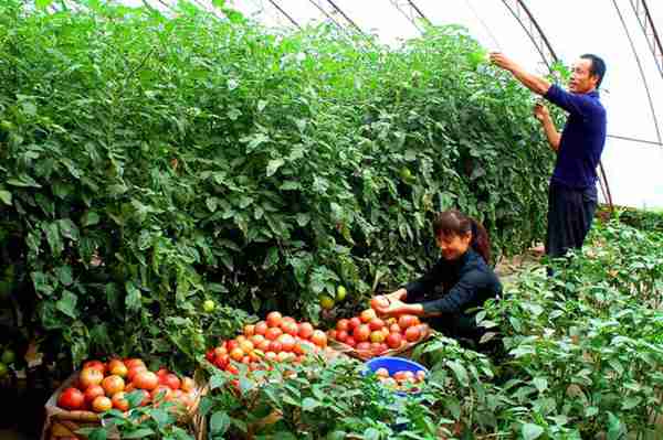 懒人种大棚赚钱,勤快人种大棚赔钱,这是什么原因
