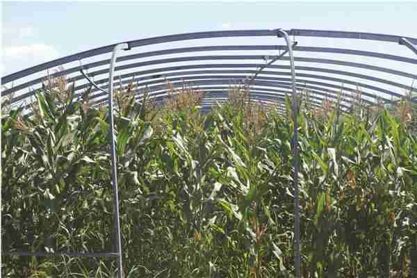 懒人种大棚赚钱,勤快人种大棚赔钱,这是什么原因