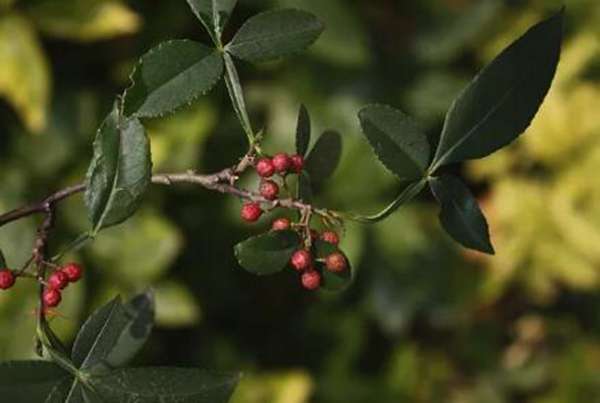 遍插茱萸少一人，茱萸原来就是花椒！
