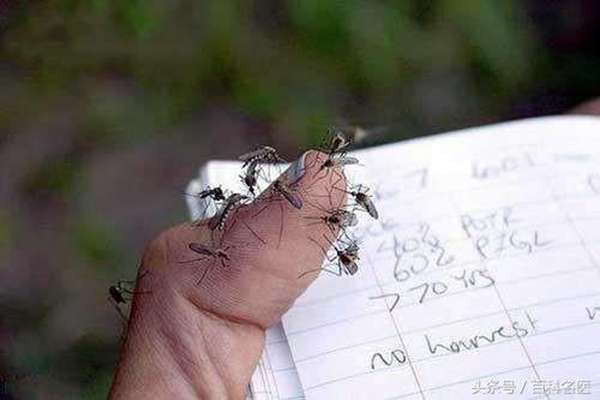 蚊子喜欢叮咬什么血型的人?谁是蚊子的“美味大餐”?这5类人最危险