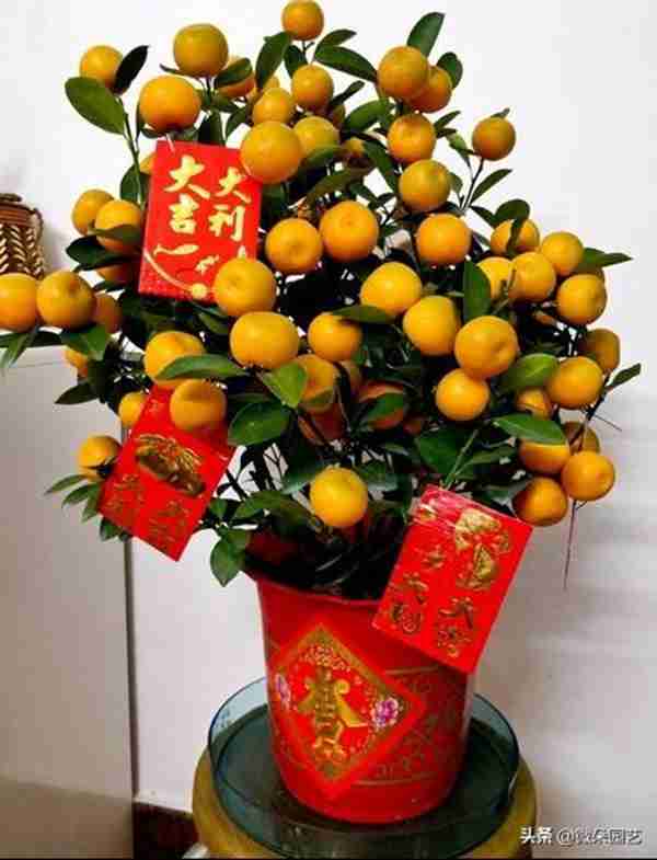 家里摆放什么植物招财?这个你一定要知道