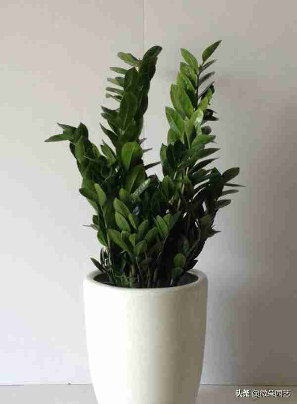家里摆放什么植物招财?这个你一定要知道