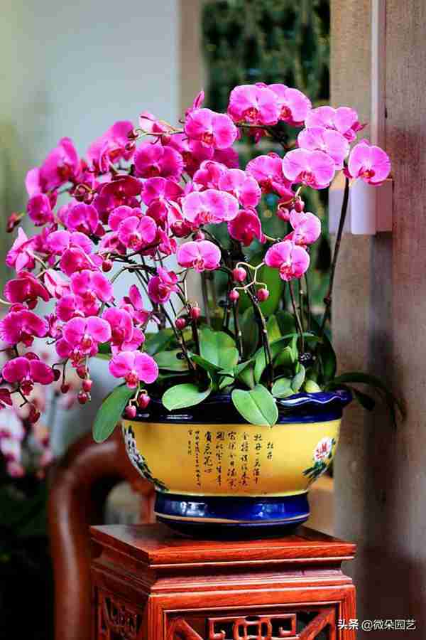 家里摆放什么植物招财?这个你一定要知道