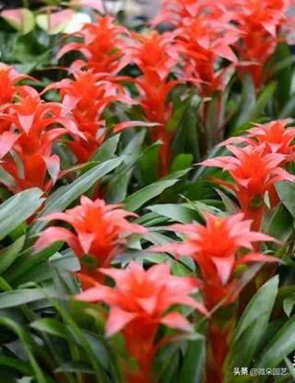 家里摆放什么植物招财?这个你一定要知道