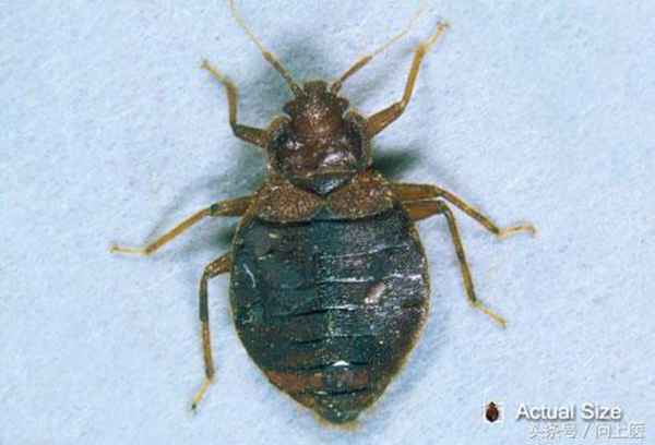 臭虫怕什么样的除虫剂(教您怎么消除床上的臭虫)