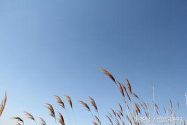 大家知道中国的国鸟是什么吗？