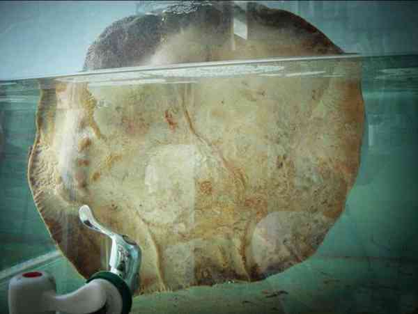 太岁到底是什么？太岁可以泡水里一直活下去吗？