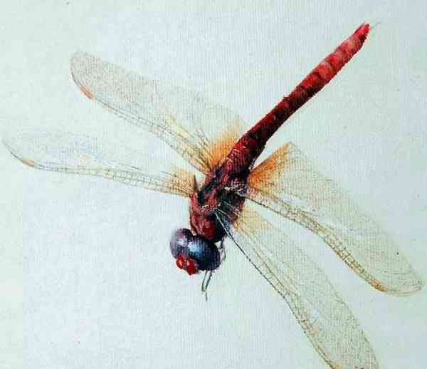 擅长画虾的齐白石,用红蜻蜓的尾巴,战胜了画技堪比照相机的冷军