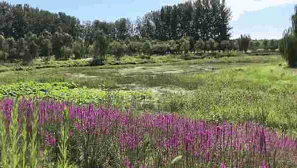 独家探秘丨通州这座会喝水的雨水花园露出真容,神奇“海绵体”美炸天了!