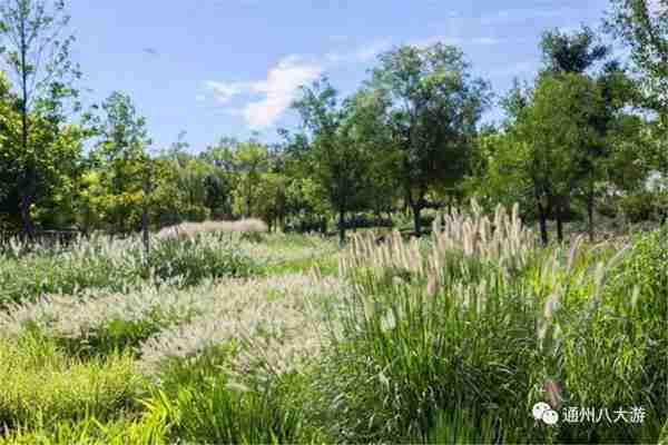 独家探秘丨通州这座会喝水的雨水花园露出真容,神奇“海绵体”美炸天了!