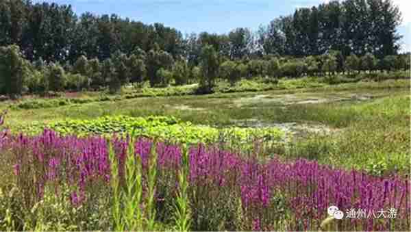 独家探秘丨通州这座会喝水的雨水花园露出真容,神奇“海绵体”美炸天了!