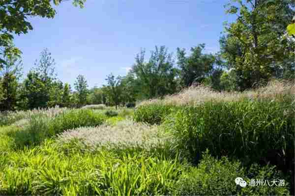 独家探秘丨通州这座会喝水的雨水花园露出真容,神奇“海绵体”美炸天了!