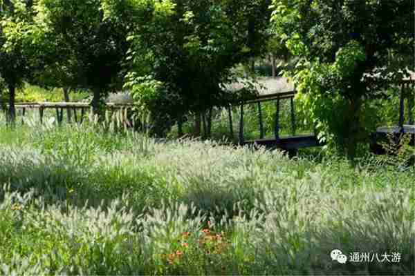 独家探秘丨通州这座会喝水的雨水花园露出真容,神奇“海绵体”美炸天了!