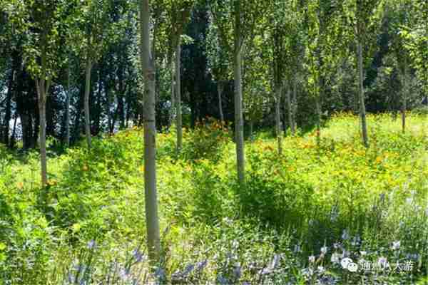 独家探秘丨通州这座会喝水的雨水花园露出真容,神奇“海绵体”美炸天了!
