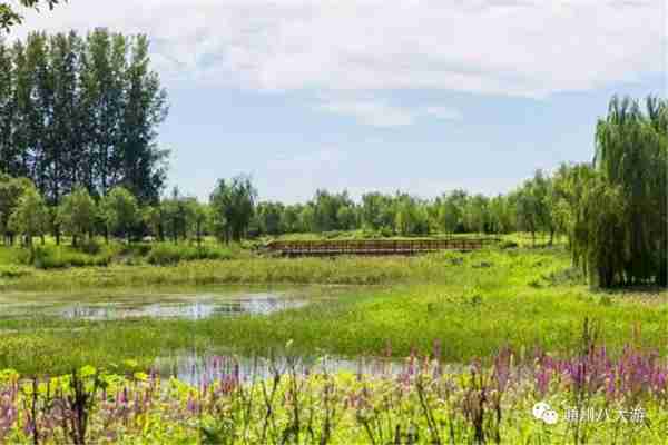 独家探秘丨通州这座会喝水的雨水花园露出真容,神奇“海绵体”美炸天了!