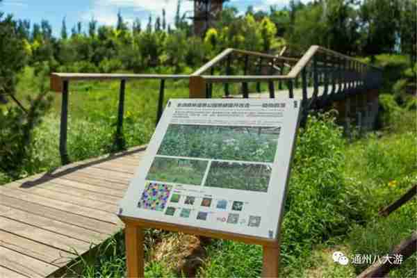 独家探秘丨通州这座会喝水的雨水花园露出真容,神奇“海绵体”美炸天了!