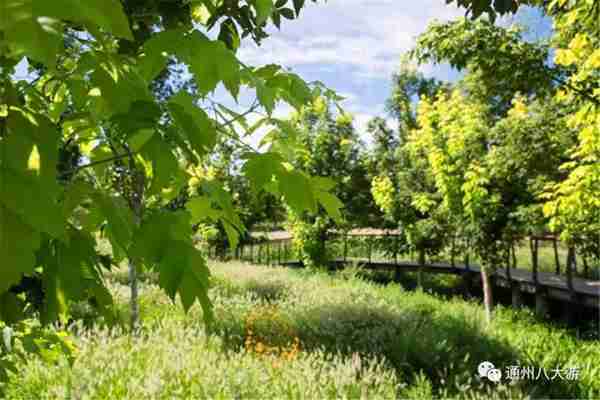 独家探秘丨通州这座会喝水的雨水花园露出真容,神奇“海绵体”美炸天了!