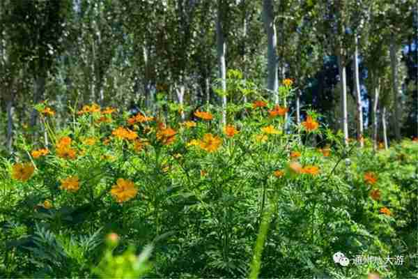 独家探秘丨通州这座会喝水的雨水花园露出真容,神奇“海绵体”美炸天了!