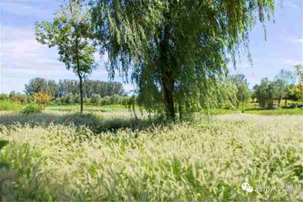 独家探秘丨通州这座会喝水的雨水花园露出真容,神奇“海绵体”美炸天了!