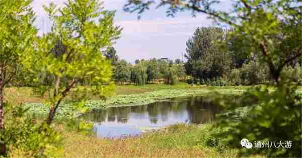 独家探秘丨通州这座会喝水的雨水花园露出真容,神奇“海绵体”美炸天了!